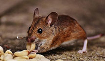 24 Hour & Emergency Exterminators in Canton, GA